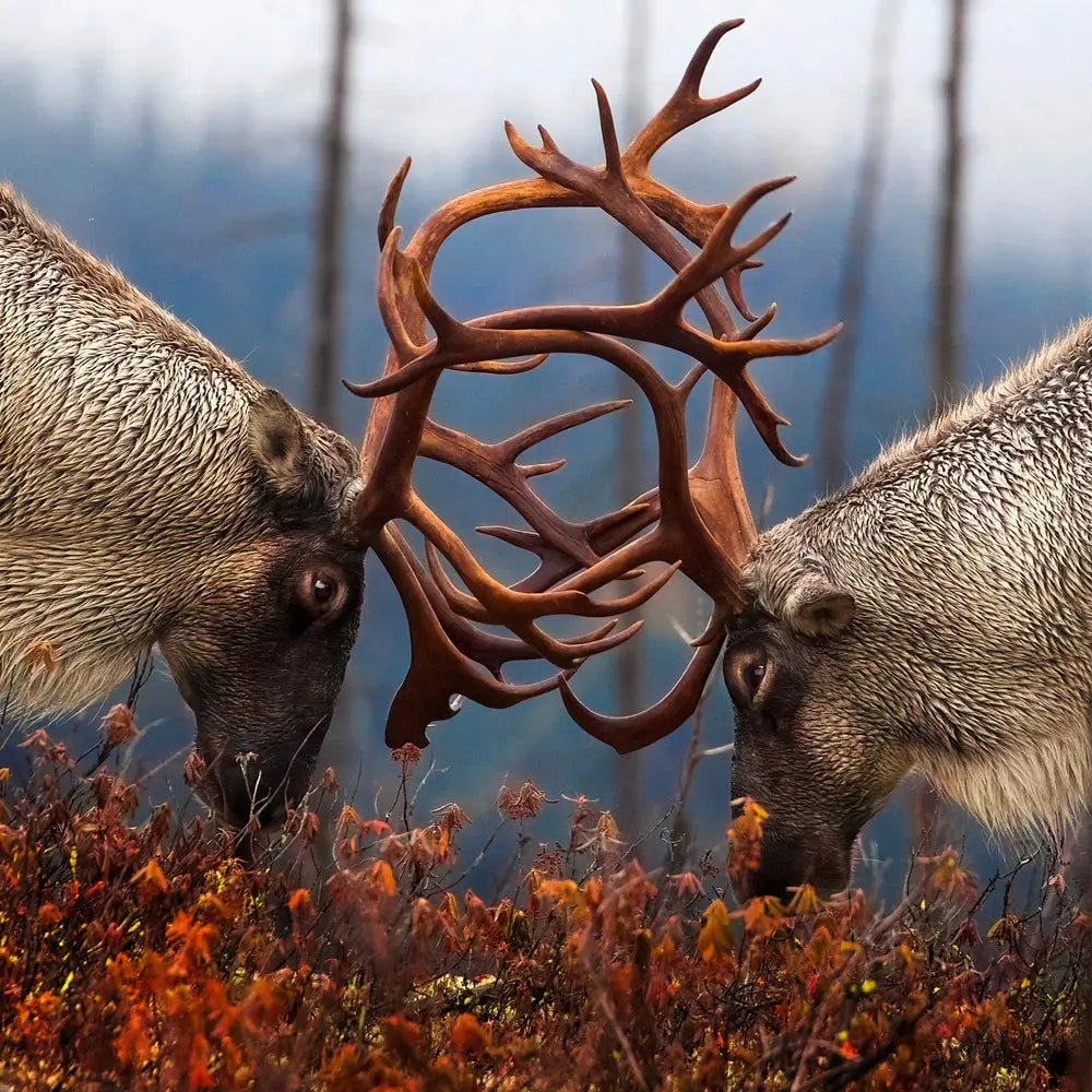 Caribou forestier Jean-Simon Bégin - Photographe Animalier et Artiste Peintre