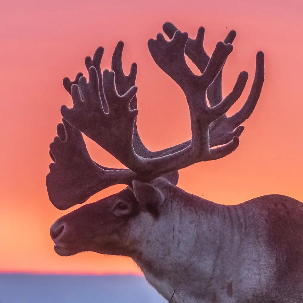 Caribou de Terre-Neuve Jean-Simon Bégin - Photographe Animalier et Artiste Peintre