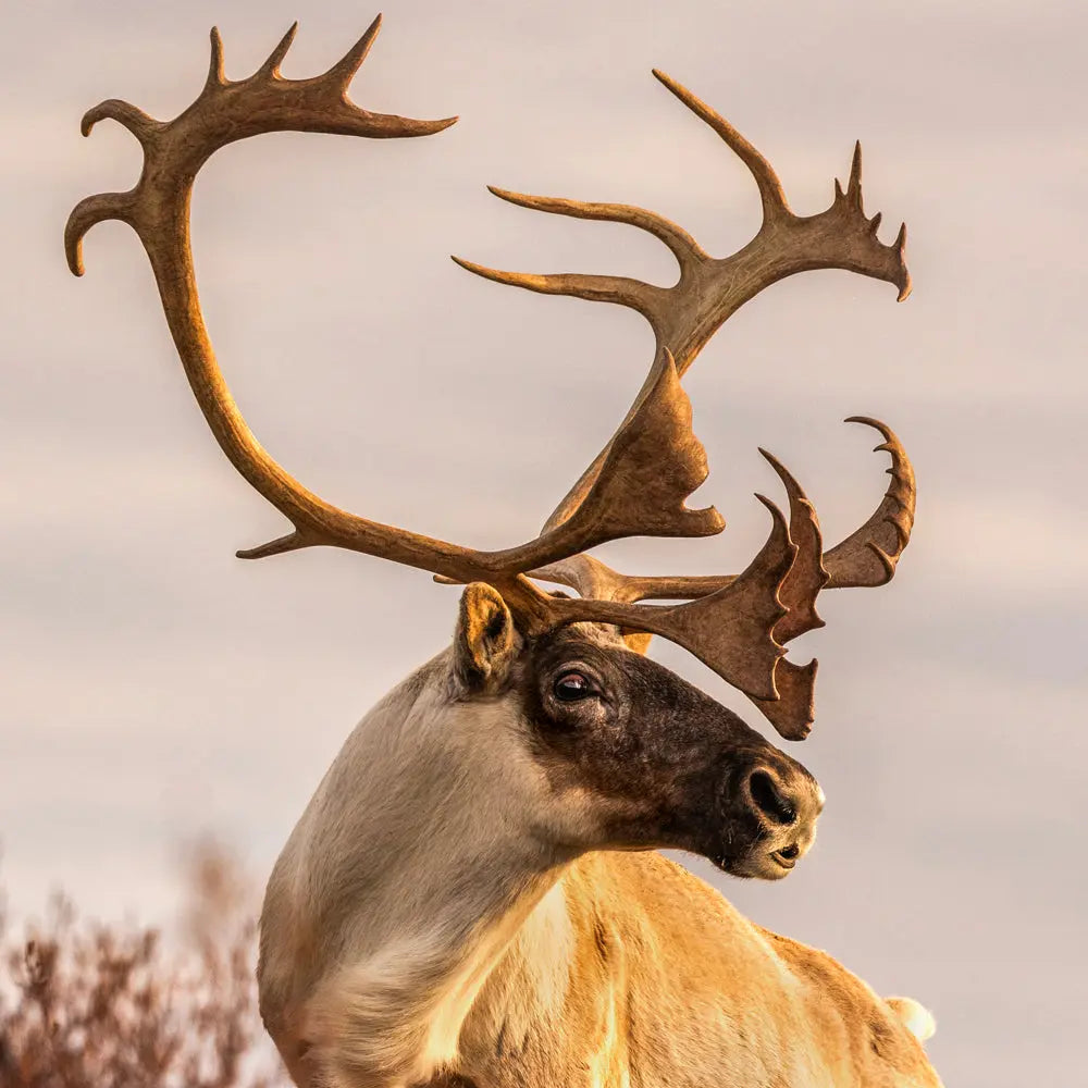 Caribou-migrateur-Automne Jean-Simon Bégin - Photographe Animalier et Artiste Peintre