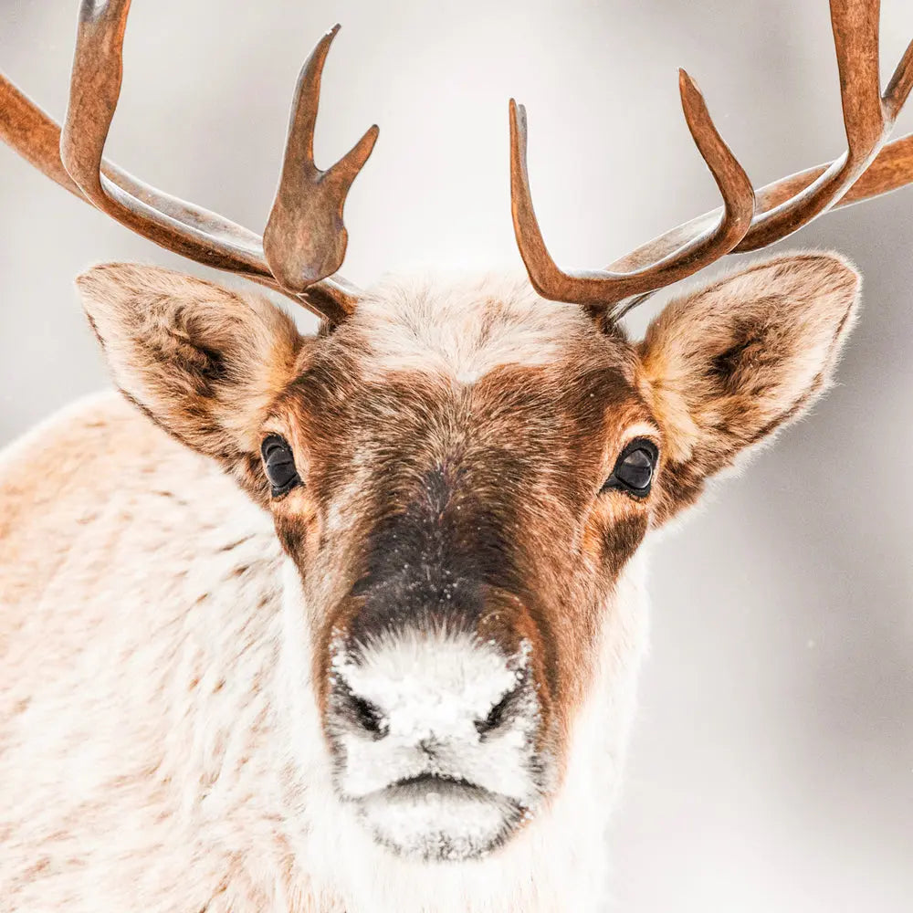 Caribou migrateur - Hiver Jean-Simon Bégin - Photographe Animalier et Artiste Peintre