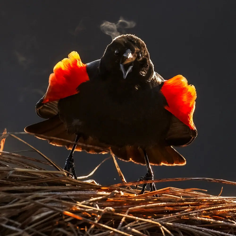 Carouge à épaulette Jean-Simon Bégin - Photographe Animalier et Artiste Peintre