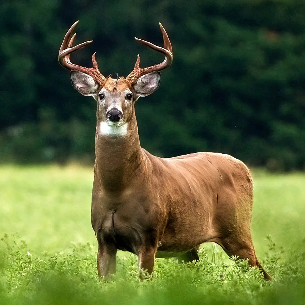 Cerf de Viriginie - Été Jean-Simon Bégin - Photographe Animalier et Artiste Peintre