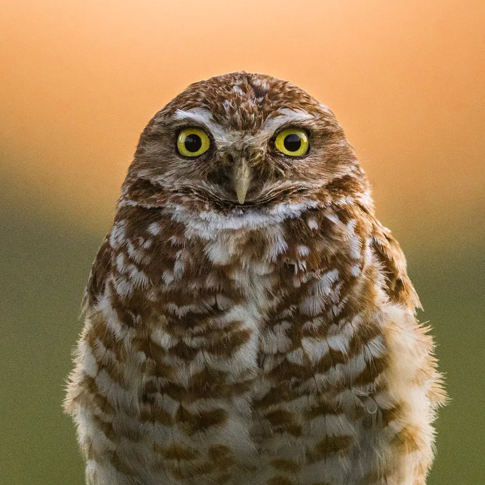 Chevêche des terriers Jean-Simon Bégin - Photographe Animalier et Artiste Peintre