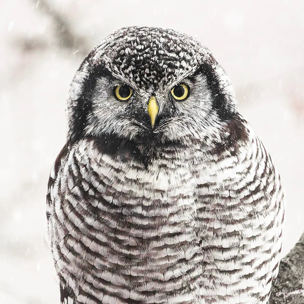 Chouette épervière Jean-Simon Bégin - Photographe Animalier et Artiste Peintre