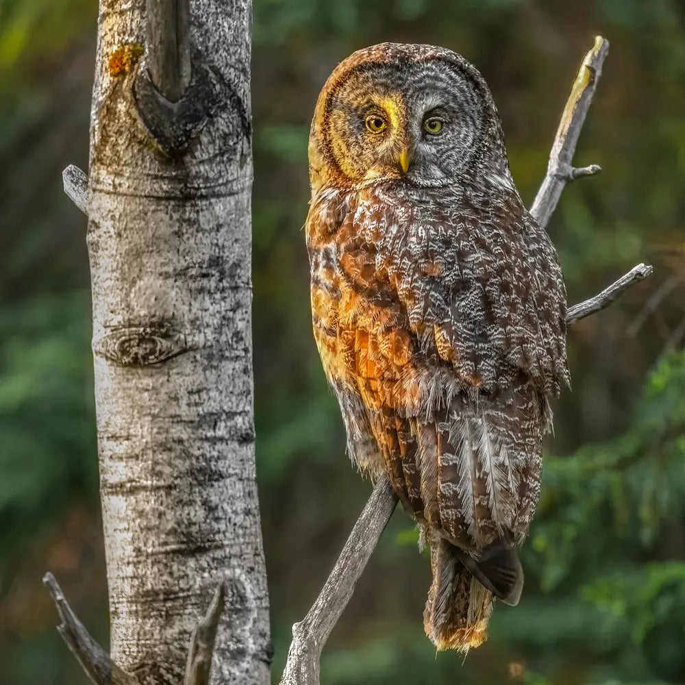 Chouette lapone - Été Jean-Simon Bégin - Photographe Animalier et Artiste Peintre