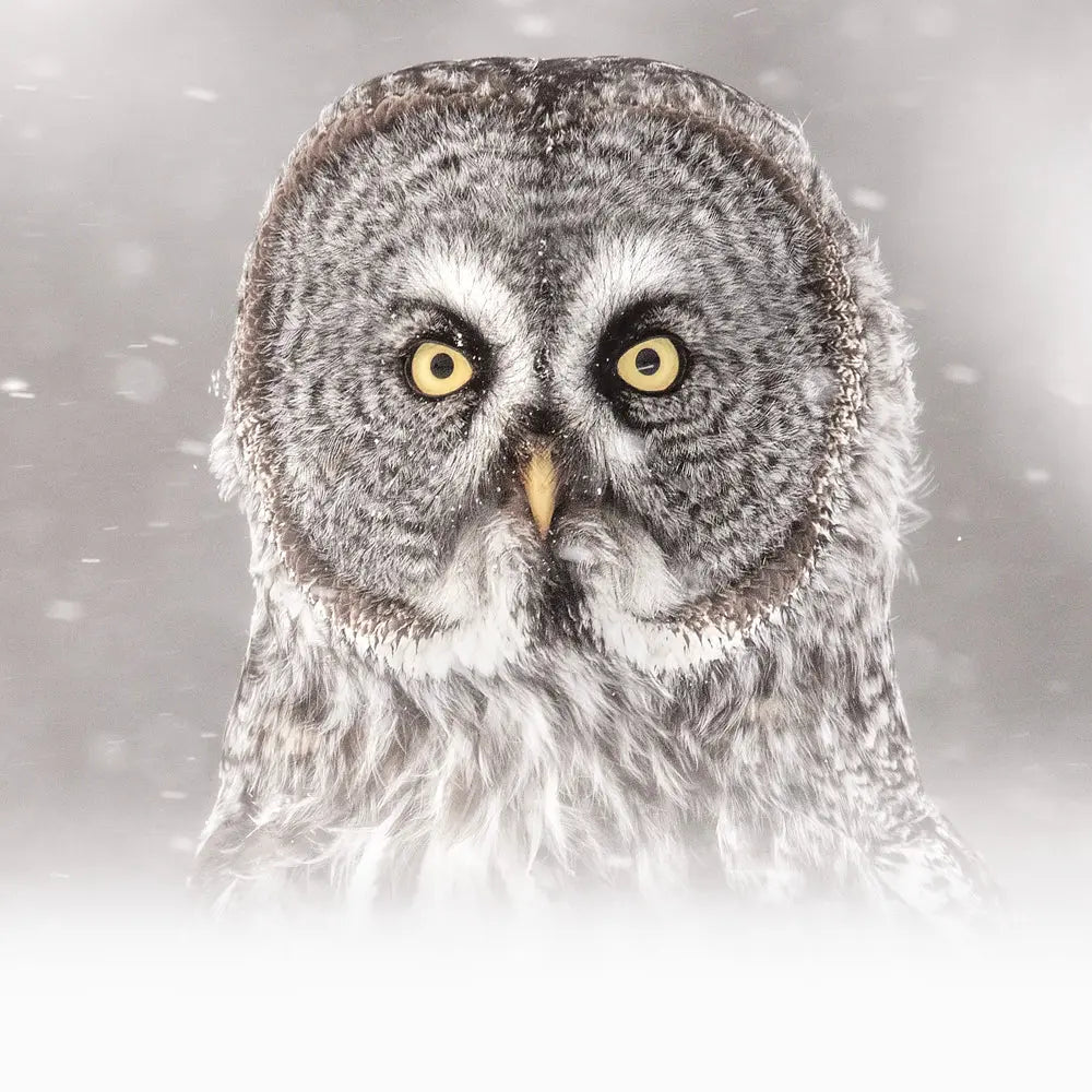 Chouette lapone - Hiver Jean-Simon Bégin - Photographe Animalier et Artiste Peintre