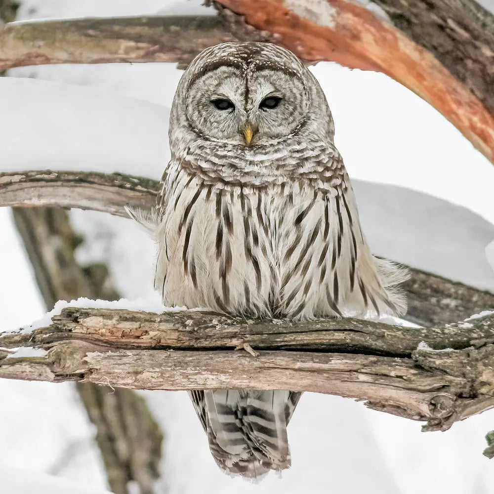 Chouette rayée Jean-Simon Bégin - Photographe Animalier et Artiste Peintre