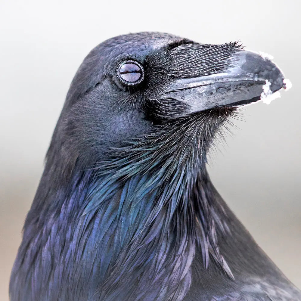 Grand corbeau Jean-Simon Bégin - Photographe Animalier et Artiste Peintre