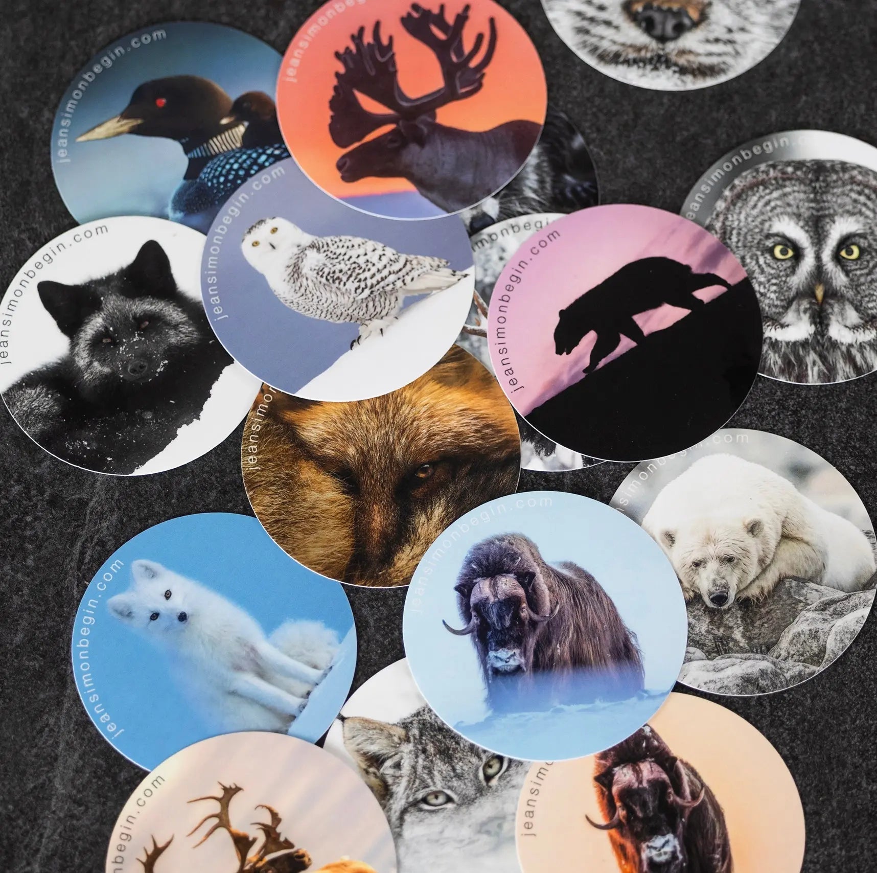Autocollants Jean-Simon Bégin - Photographe Animalier et Artiste Peintre