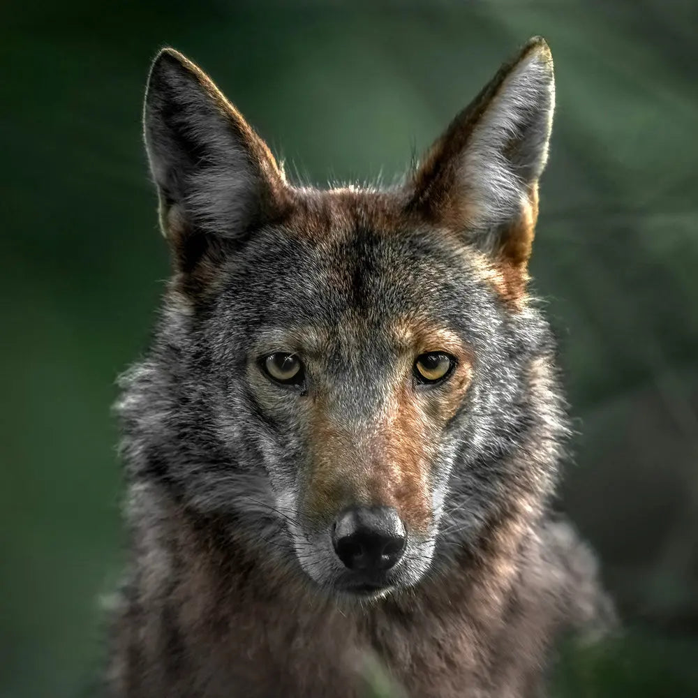 Coyote - Été Jean-Simon Bégin - Photographe Animalier et Artiste Peintre