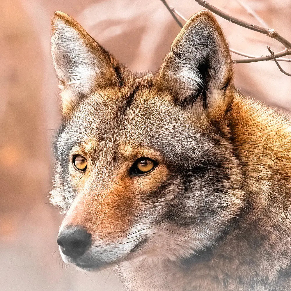 Coyote - Hiver Jean-Simon Bégin - Photographe Animalier et Artiste Peintre