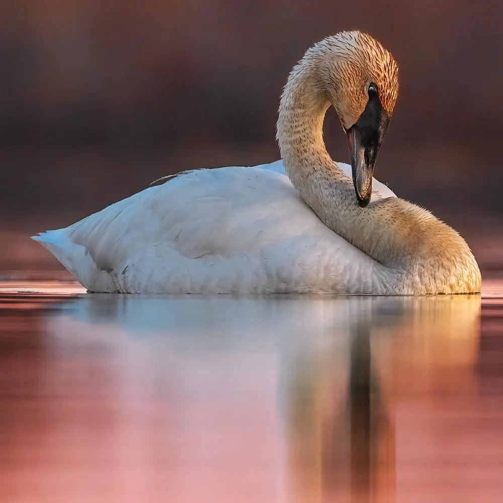 Cygne Jean-Simon Bégin - Photographe Animalier et Artiste Peintre