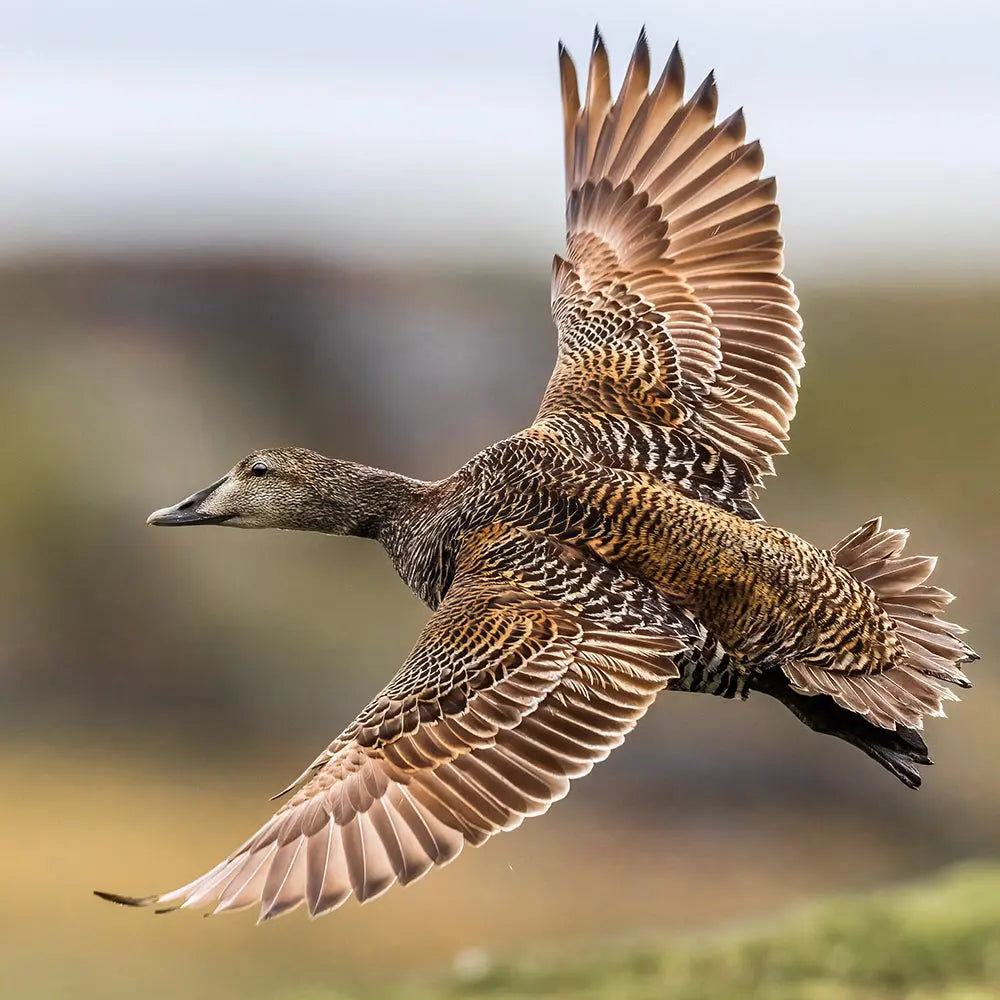 Eider à duvet Jean-Simon Bégin - Photographe Animalier et Artiste Peintre