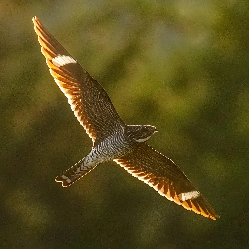 Engoulevent d'Amérique Jean-Simon Bégin - Photographe Animalier et Artiste Peintre
