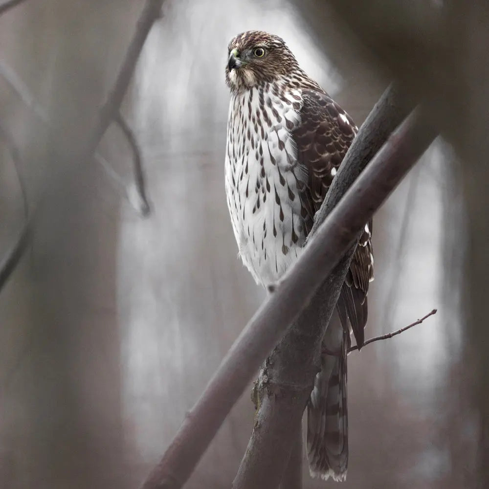 Épervier de Cooper Jean-Simon Bégin - Photographe Animalier et Artiste Peintre