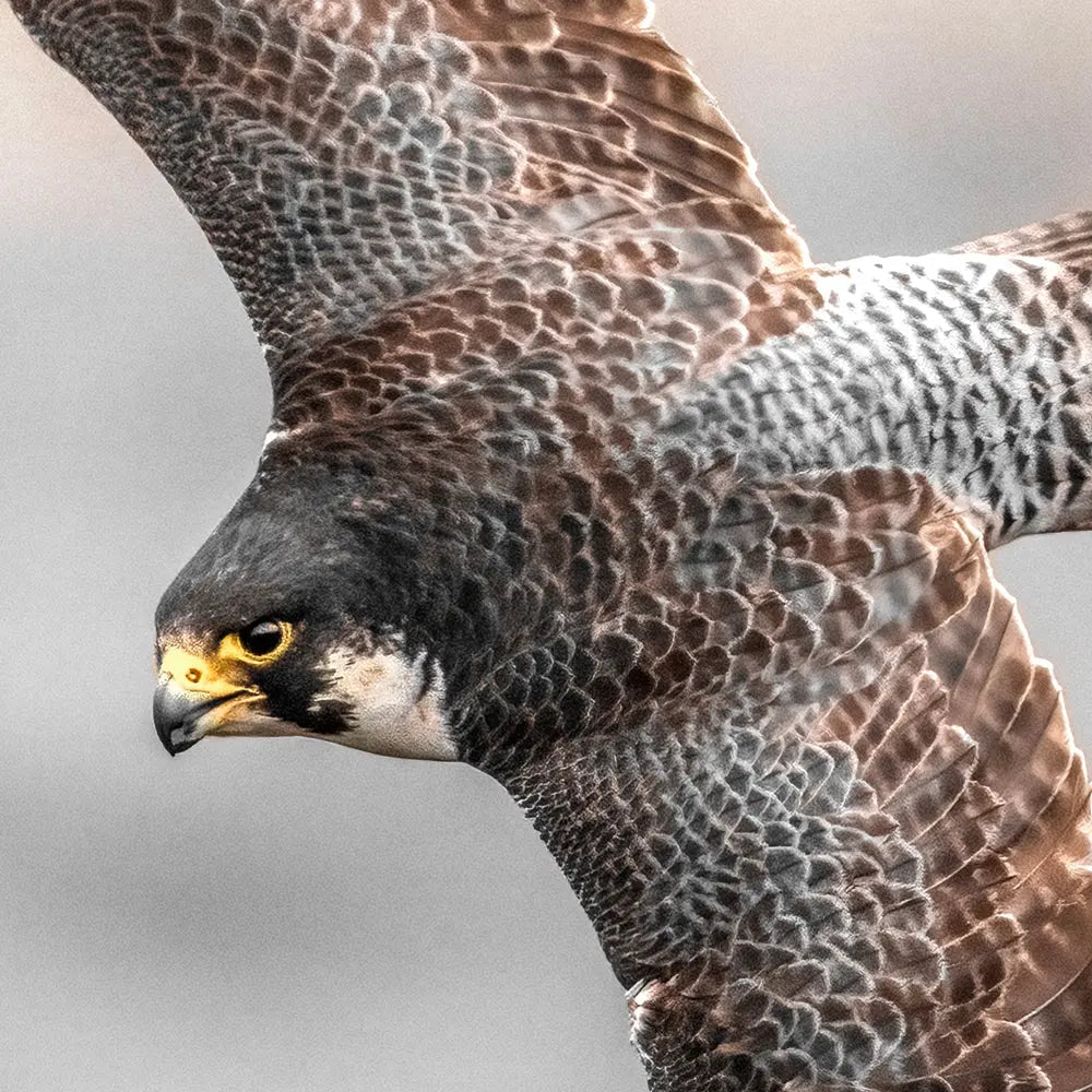 Faucon pèlerin Jean-Simon Bégin - Photographe Animalier et Artiste Peintre