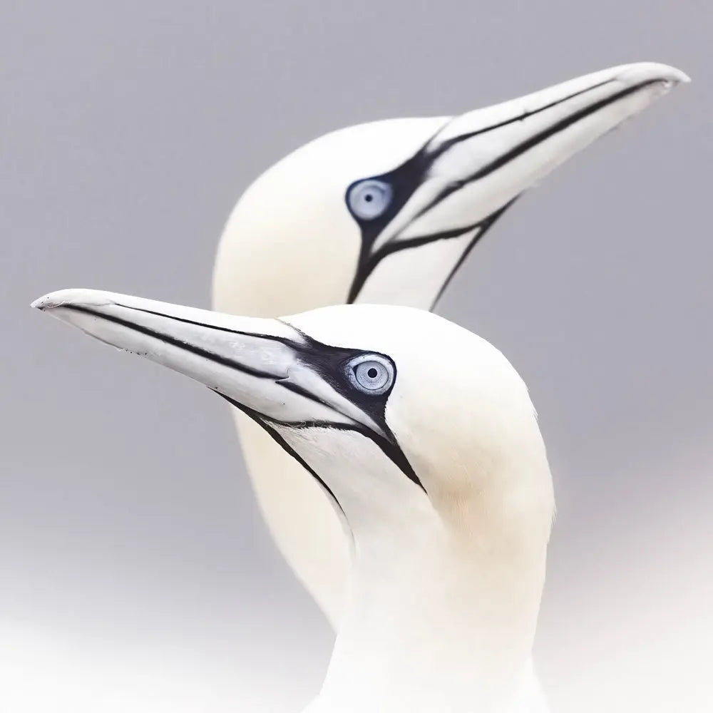 Fou de Bassan Jean-Simon Bégin - Photographe Animalier et Artiste Peintre