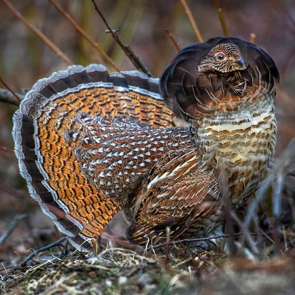 Gélinotte huppée Jean-Simon Bégin - Photographe Animalier et Artiste Peintre