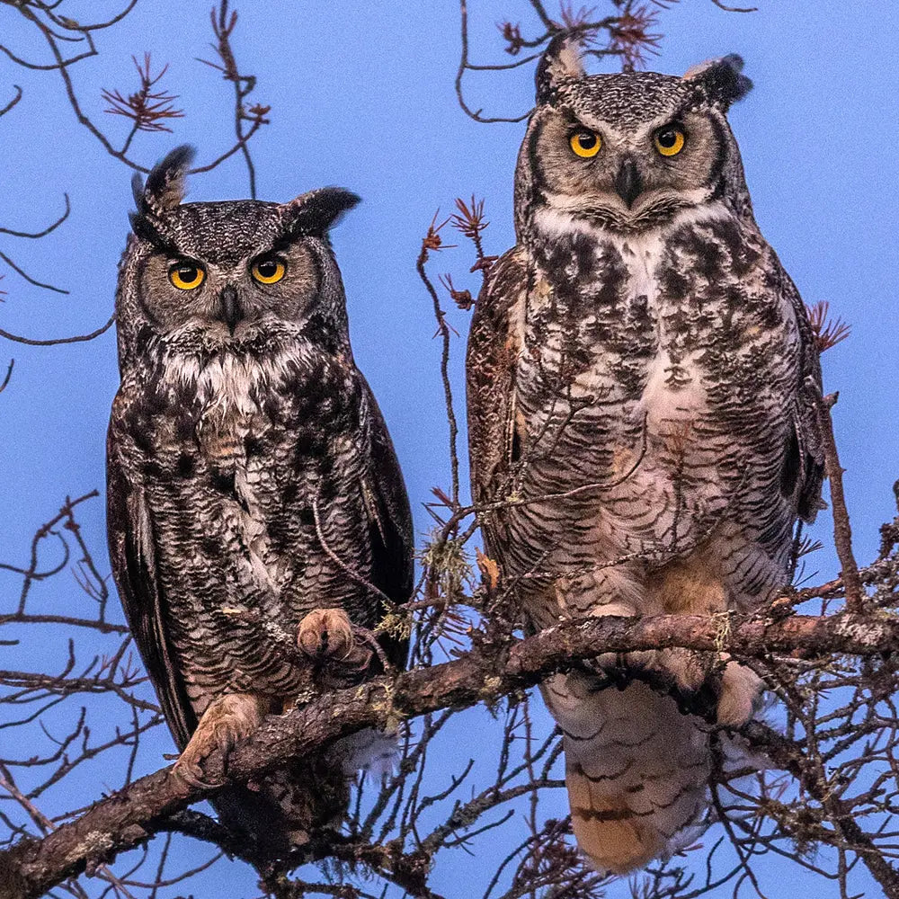 Grand-duc d'Amérique Jean-Simon Bégin - Photographe Animalier et Artiste Peintre