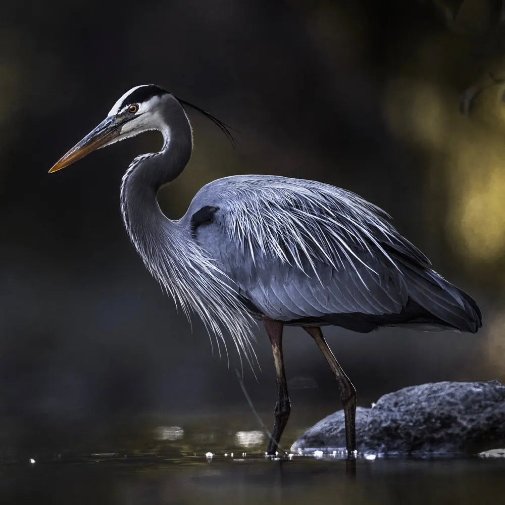 Grand Héron Jean-Simon Bégin - Photographe Animalier et Artiste Peintre