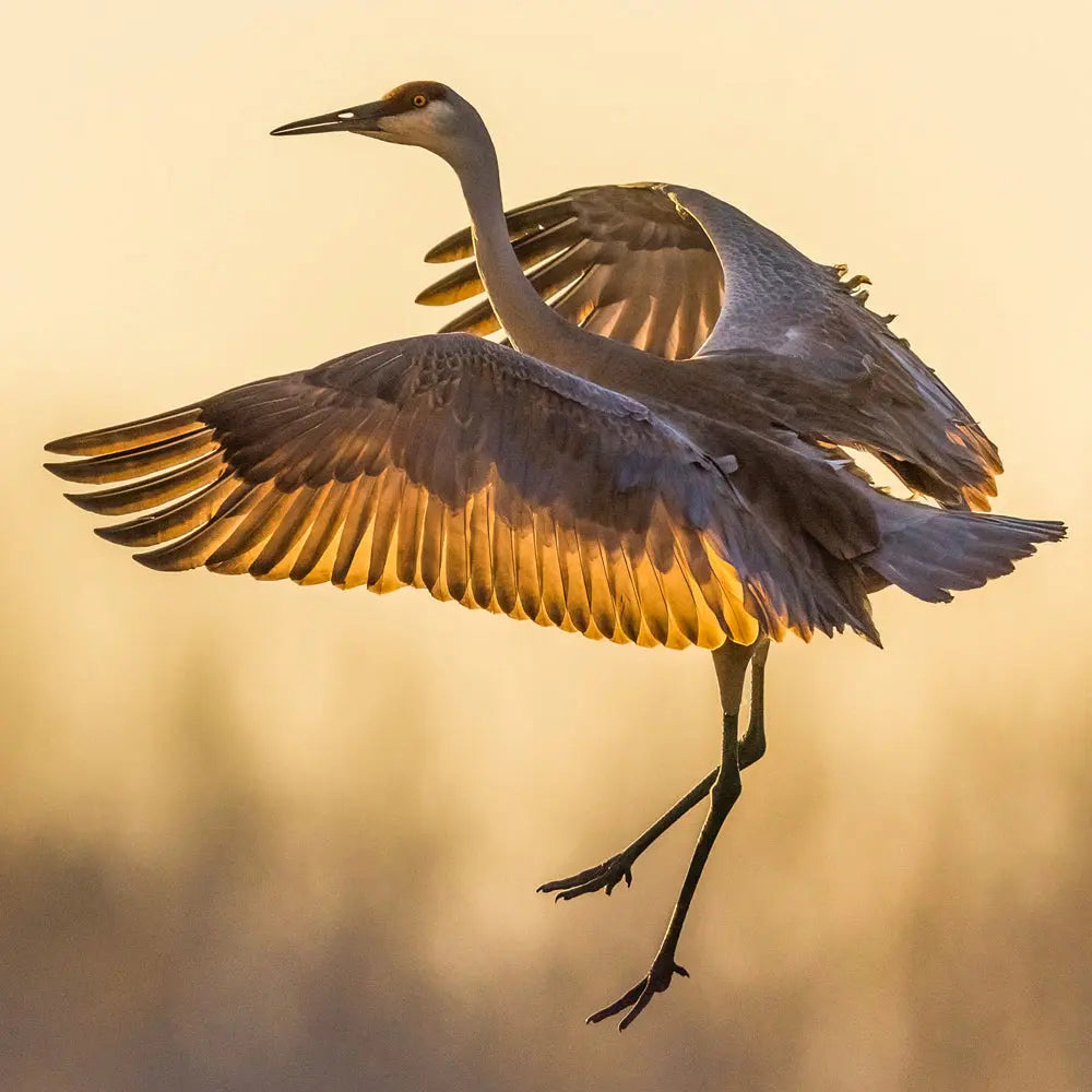 Grue du Canada Jean-Simon Bégin - Photographe Animalier et Artiste Peintre