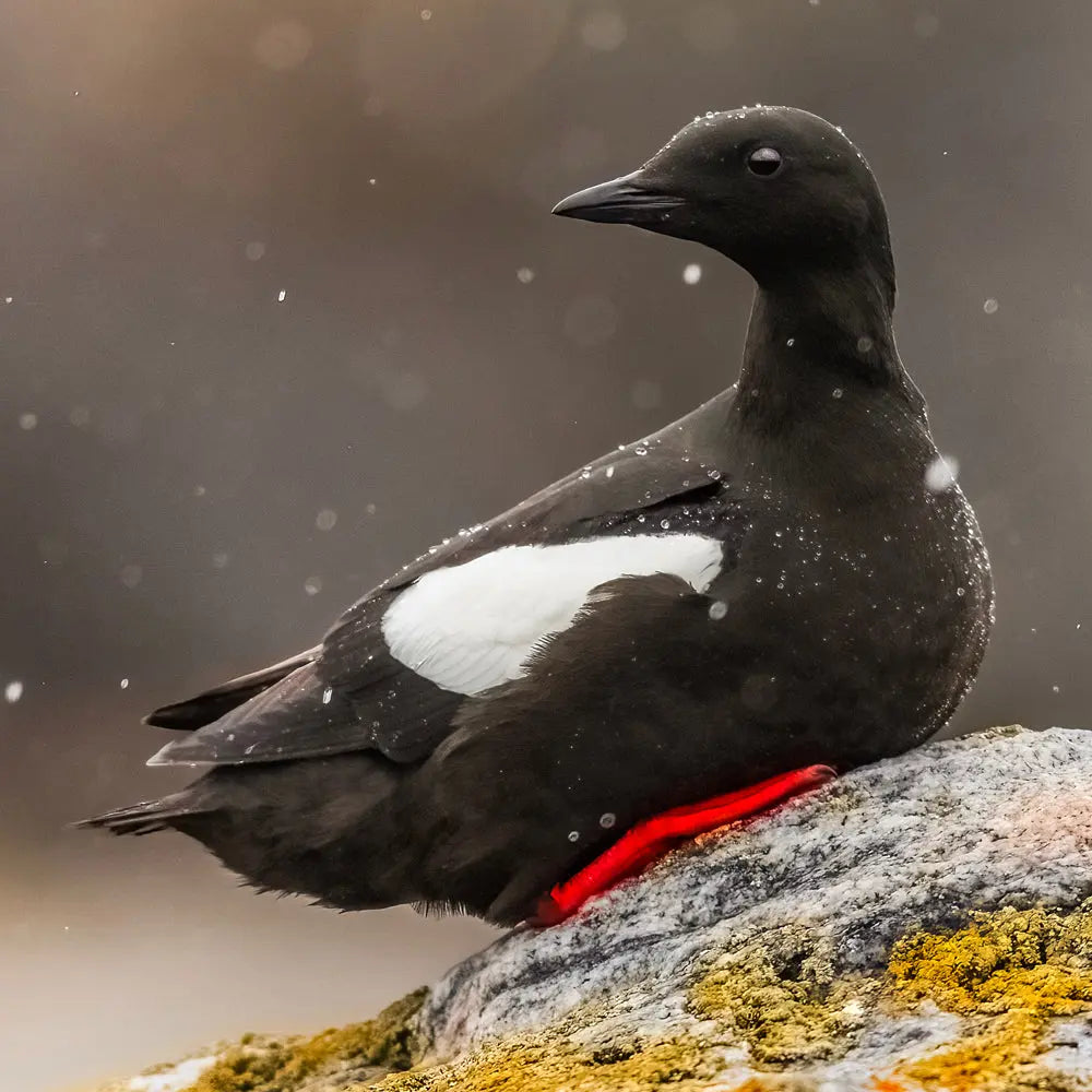 Guillemot à miroir Jean-Simon Bégin - Photographe Animalier et Artiste Peintre