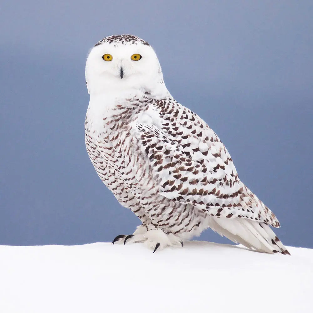 Harfang des neiges Jean-Simon Bégin - Photographe Animalier et Artiste Peintre