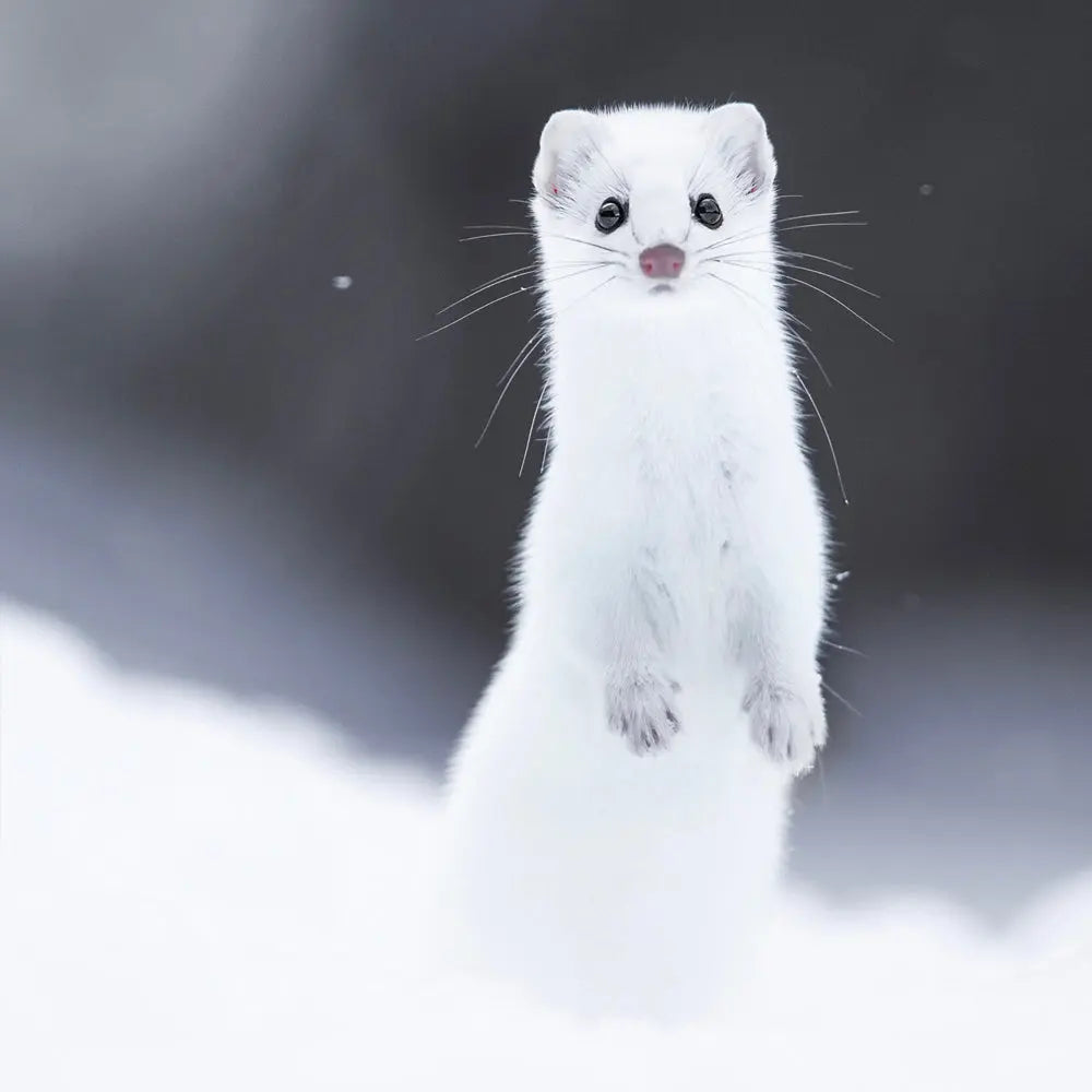 Hermine Jean-Simon Bégin - Photographe Animalier et Artiste Peintre