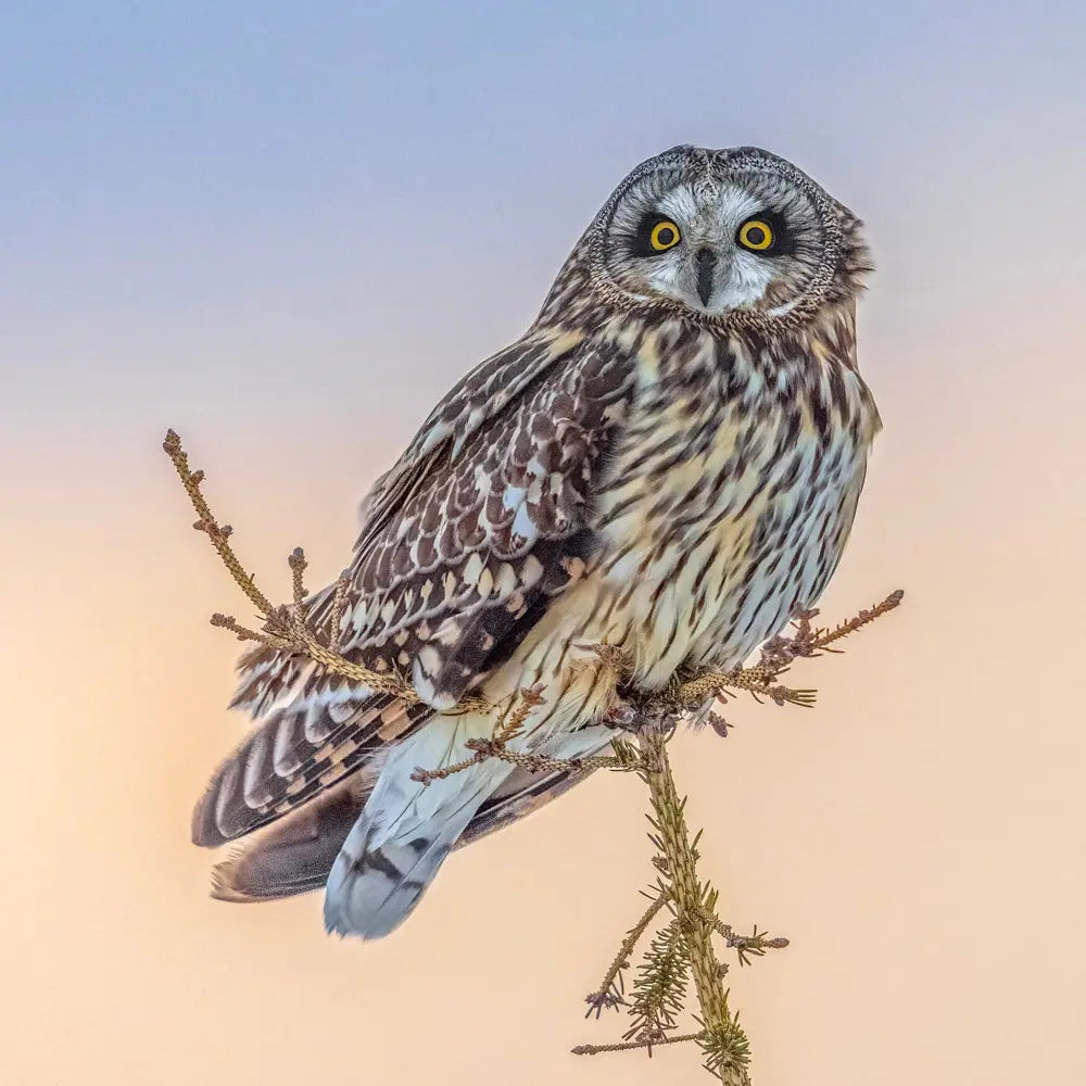 Hibou des marais Jean-Simon Bégin - Photographe Animalier et Artiste Peintre