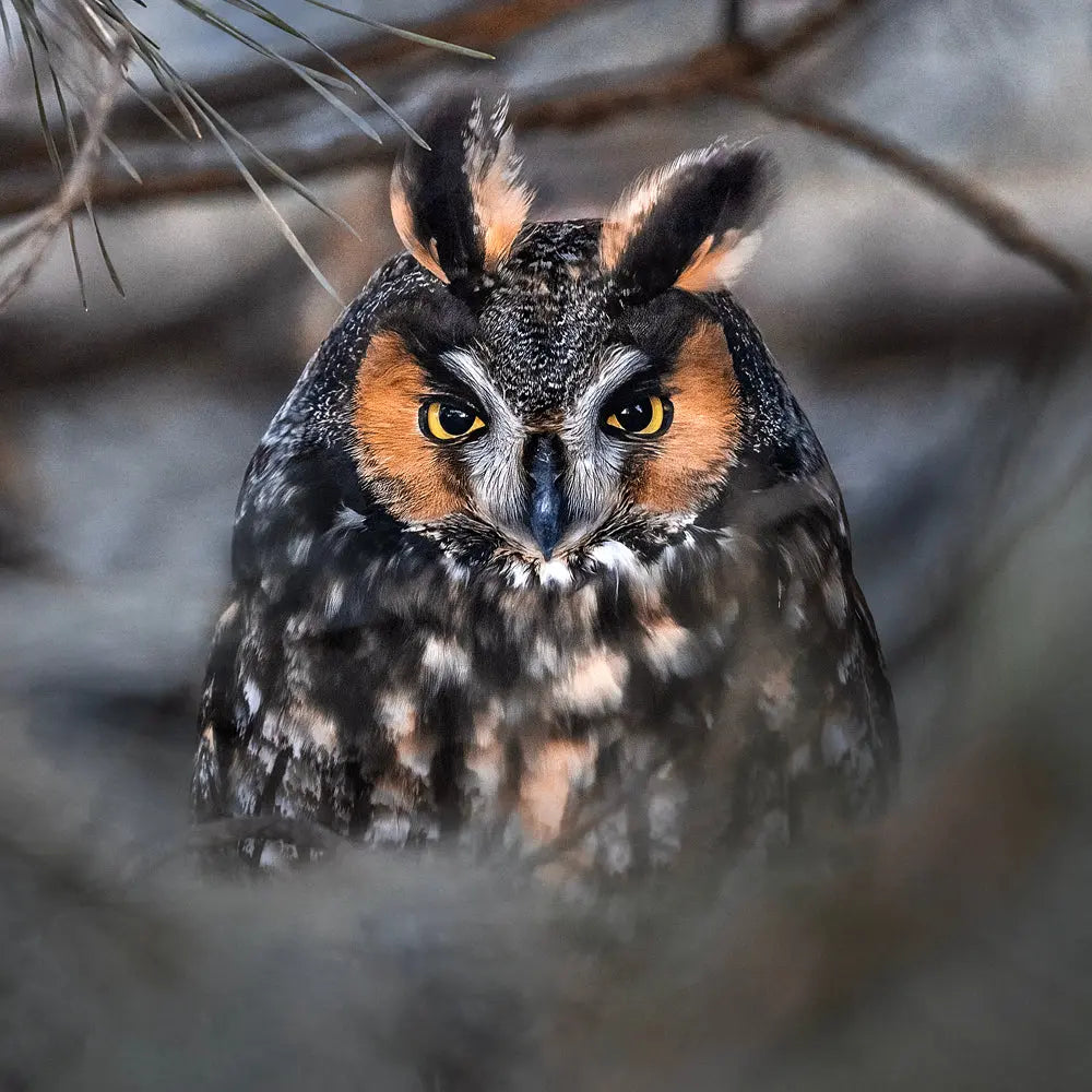 Hibou moyen-duc Jean-Simon Bégin - Photographe Animalier et Artiste Peintre