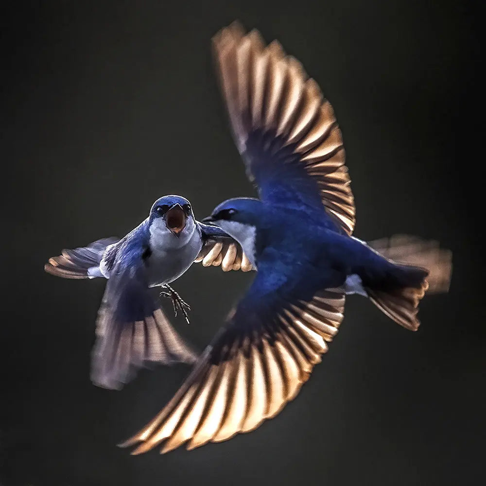 Hirondelle bicolore Jean-Simon Bégin - Photographe Animalier et Artiste Peintre