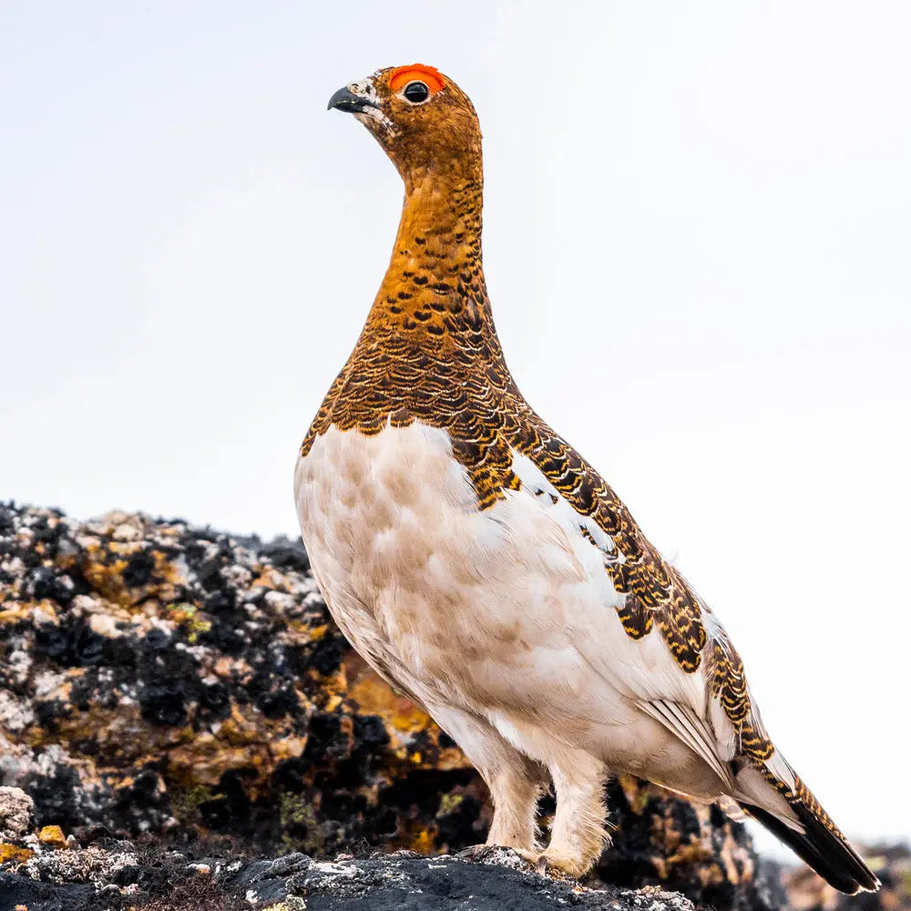 Lagopède des saules - Été Jean-Simon Bégin - Photographe Animalier et Artiste Peintre