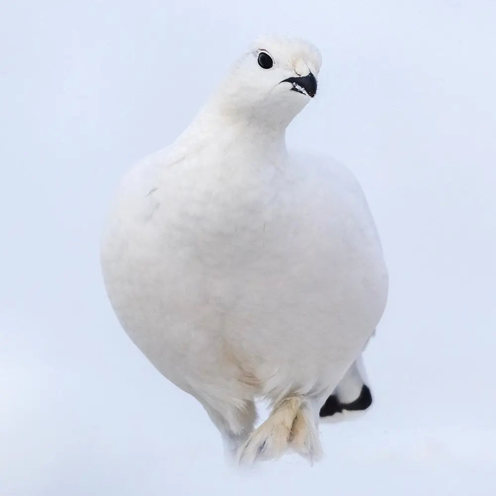 Lagopède des saules - Hiver Jean-Simon Bégin - Photographe Animalier et Artiste Peintre