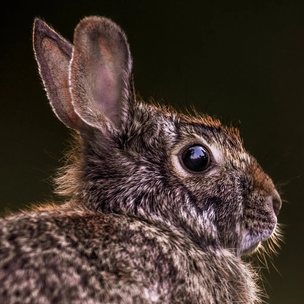 Lapin à queue blanche Jean-Simon Bégin - Photographe Animalier et Artiste Peintre