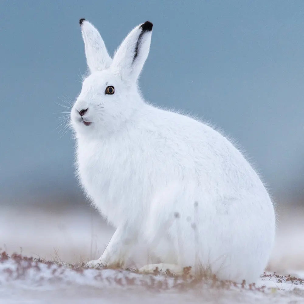 Lièvre arctique Jean-Simon Bégin - Photographe Animalier et Artiste Peintre