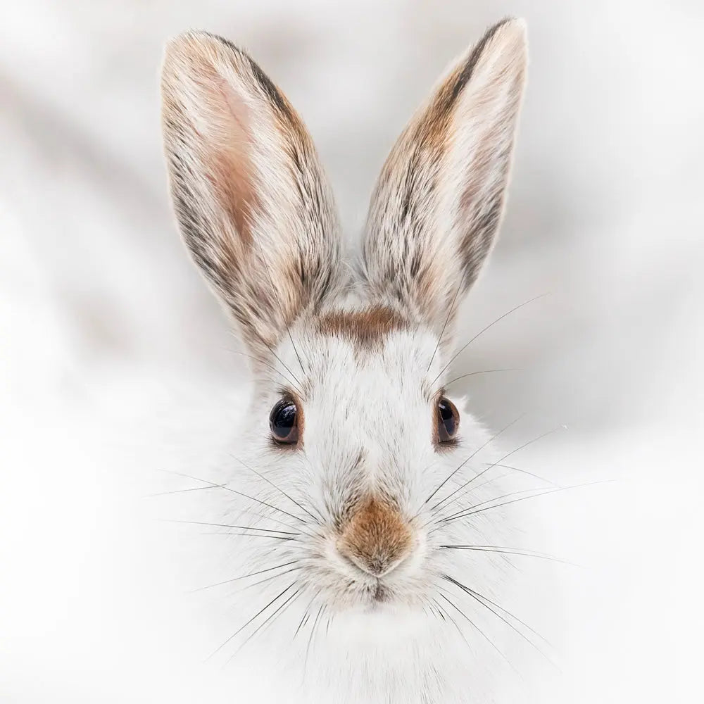 Lièvre d'Amérique Jean-Simon Bégin - Photographe Animalier et Artiste Peintre