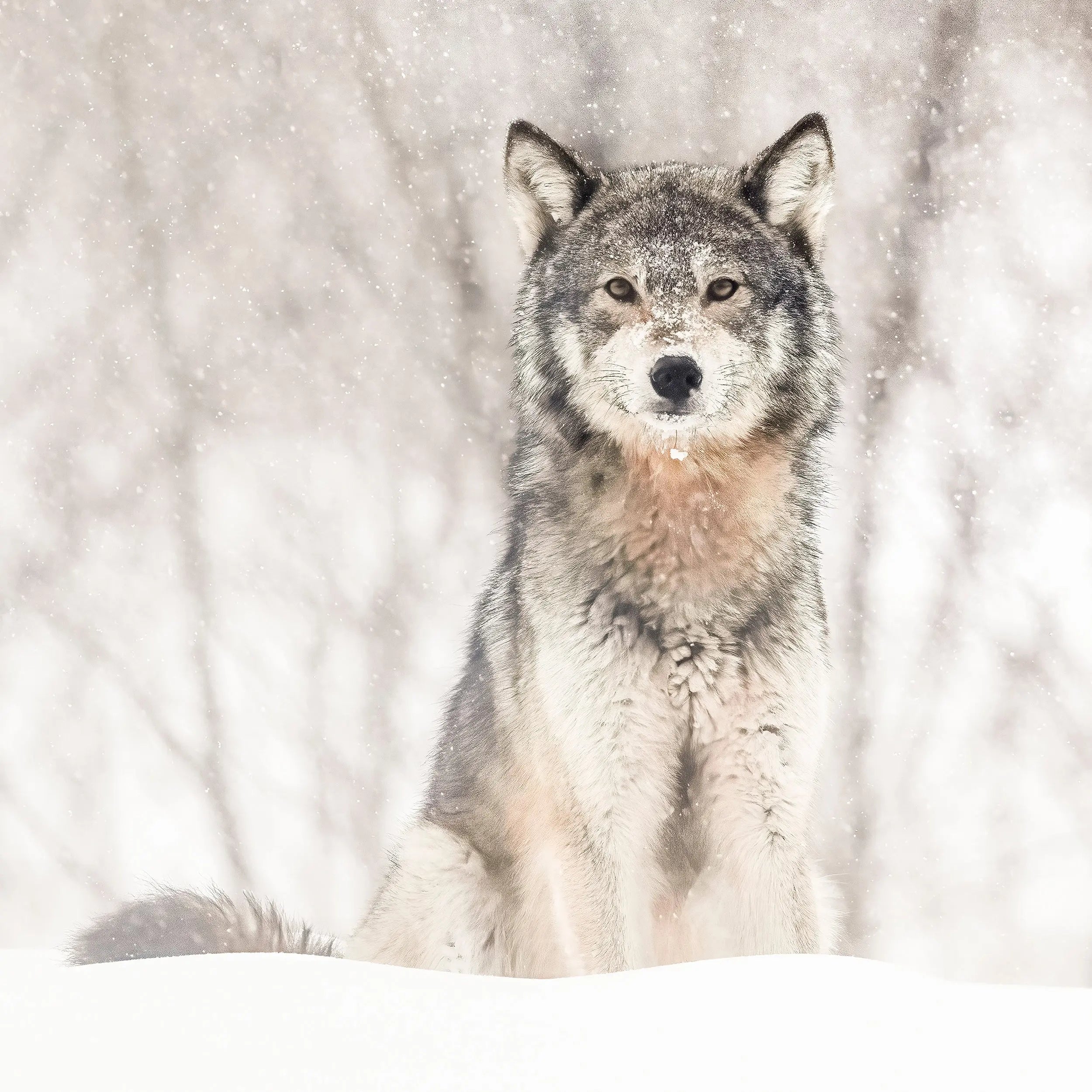Loup gris - Hiver Jean-Simon Bégin - Photographe Animalier et Artiste Peintre
