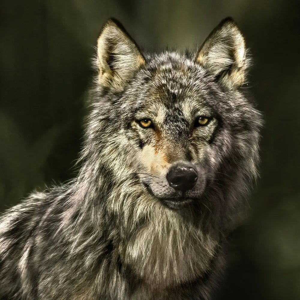 Loup gris - Été Jean-Simon Bégin - Photographe Animalier et Artiste Peintre