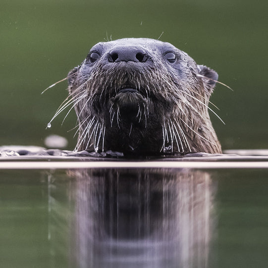 Loutre de rivière - Été