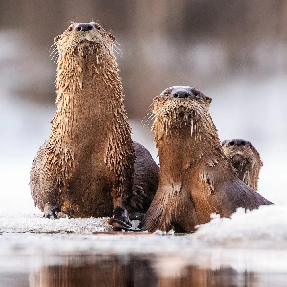Loutre de rivière - Hiver Jean-Simon Bégin - Photographe Animalier et Artiste Peintre