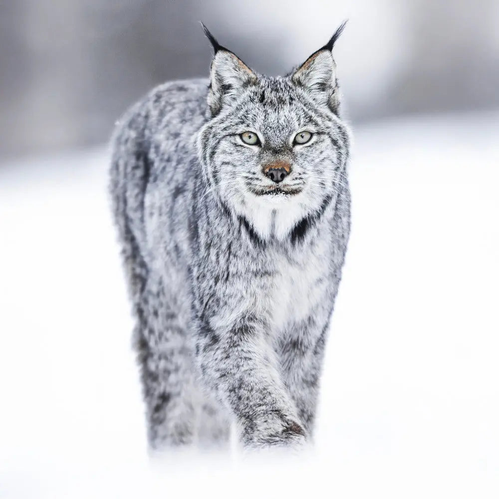 Lynx d'Amérique Jean-Simon Bégin - Photographe Animalier et Artiste Peintre
