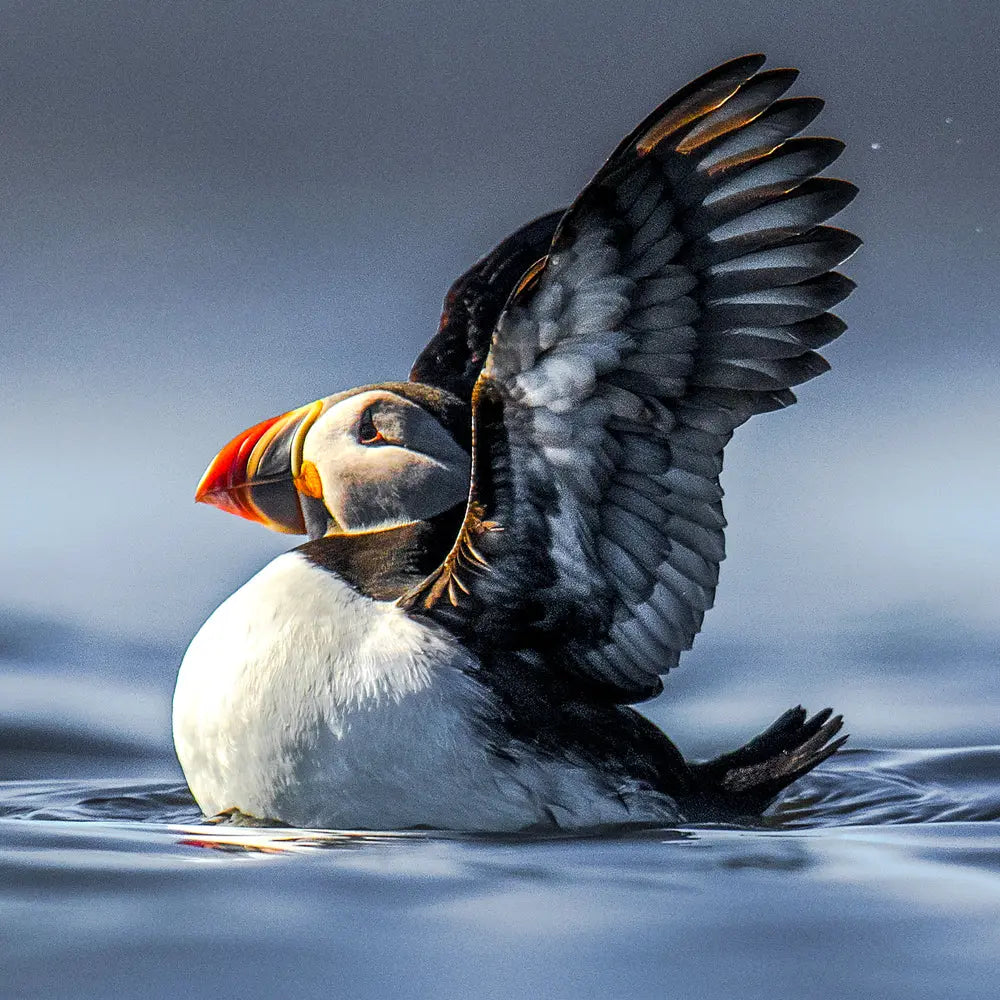 Macareux moine Jean-Simon Bégin - Photographe Animalier et Artiste Peintre