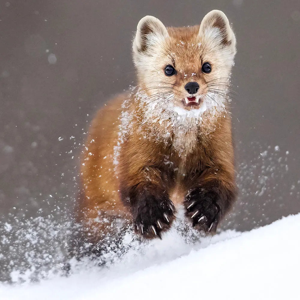 Martre d'Amérique Jean-Simon Bégin - Photographe Animalier et Artiste Peintre