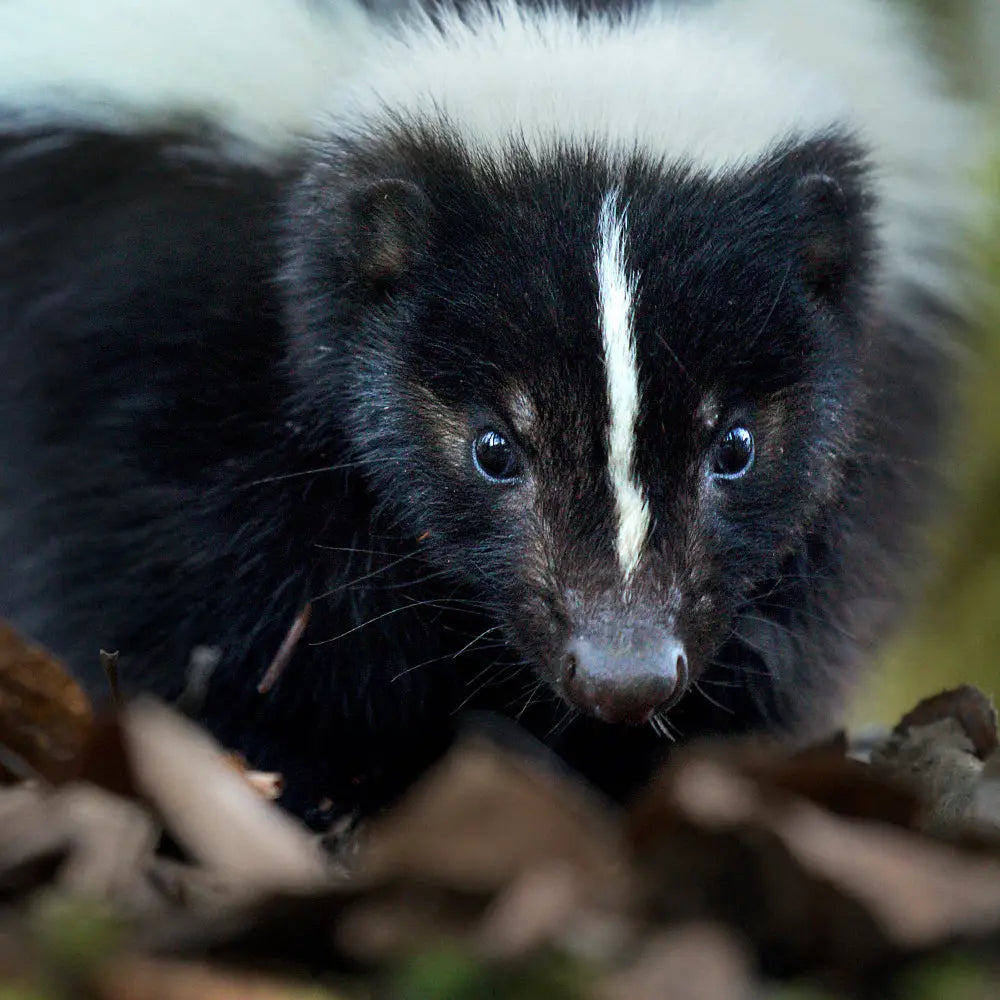 Moufette rayée Jean-Simon Bégin - Photographe Animalier et Artiste Peintre