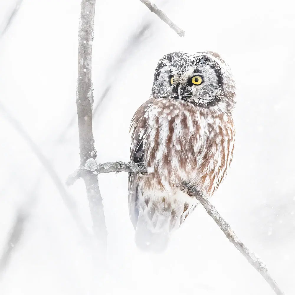 Nyctale de Tengmalm Jean-Simon Bégin - Photographe Animalier et Artiste Peintre