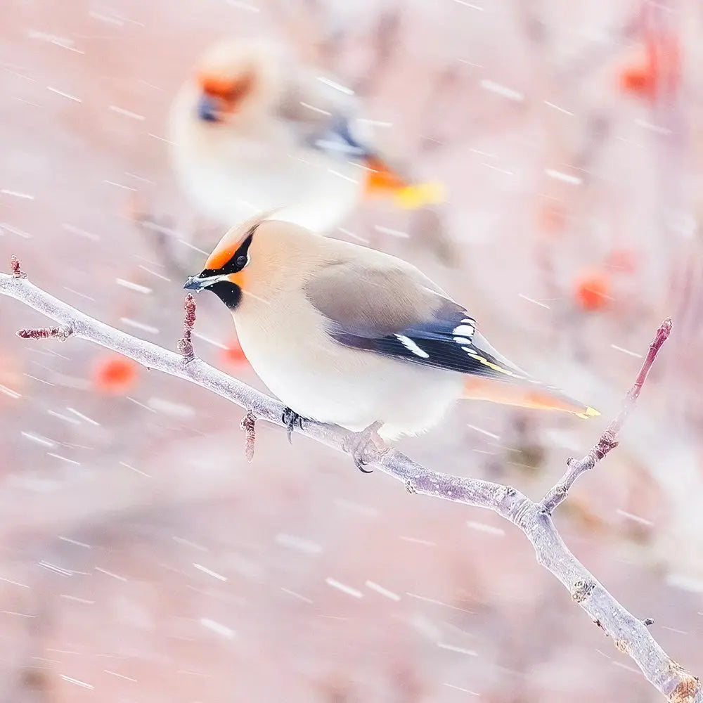 Oiseaux variés du Québec - Hiver Jean-Simon Bégin - Photographe Animalier et Artiste Peintre