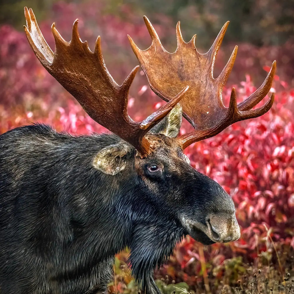 Orignal - Automne Jean-Simon Bégin - Photographe Animalier et Artiste Peintre
