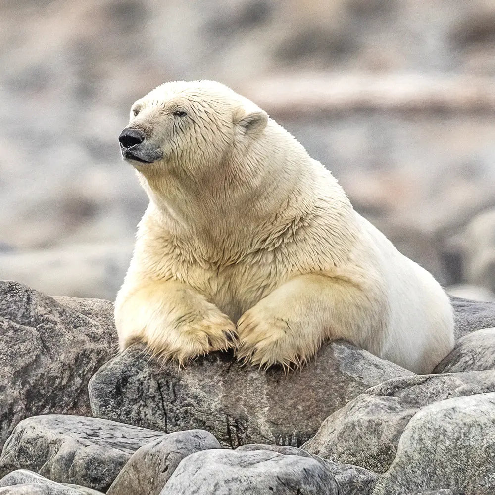 Ours blanc Jean-Simon Bégin - Photographe Animalier et Artiste Peintre
