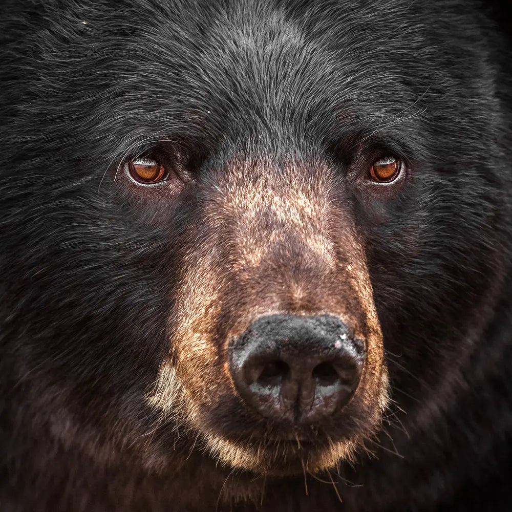 Ours noir Jean-Simon Bégin - Photographe Animalier et Artiste Peintre