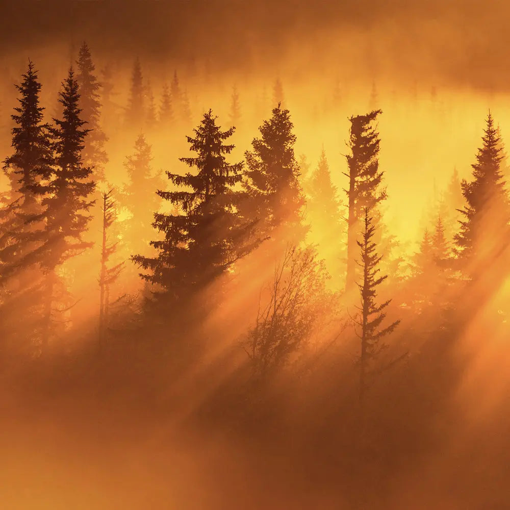 Paysage du Québec - Été Jean-Simon Bégin - Photographe Animalier et Artiste Peintre